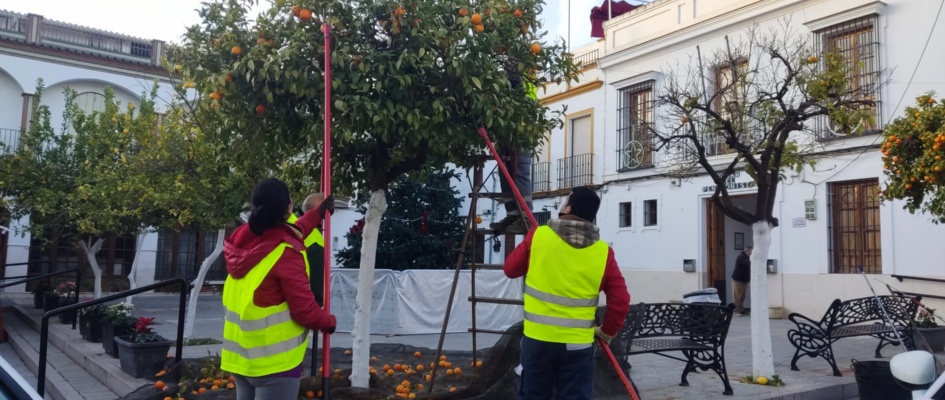 2.-LIMPIEZA DE LOS NARANJOS DE LAS CALLES Y PLAZAS DE EL RUBIO