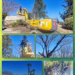 3.-TERCIADO, PODA Y LIMPIEZA DE ÁRBOLES